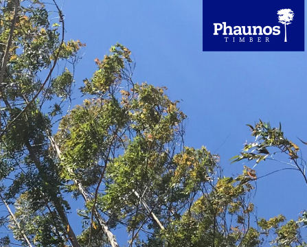 Phaunos Timber - Stafford's offer has been accepted by shareholders