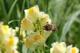 Honeycomb Pollen Street Secured Lending HIT PSSL Money bee