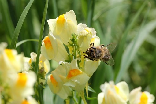 Honeycomb Pollen Street Secured Lending HIT PSSL Money bee