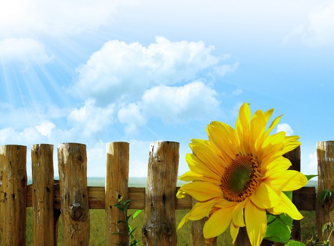 blue sky, an unpainted picket fence and a sunflower 230614 AERI sunny days