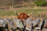 Scottish,Highland,Long,Hired,Brown,Cow,Peering,Over,A,Stone