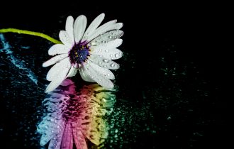 Quoted Data - Temple Bar - True Colours Wet,Daisy,And,Rainbow,Reflection