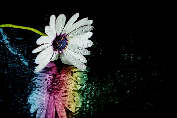 Quoted Data - Temple Bar - True Colours Wet,Daisy,And,Rainbow,Reflection