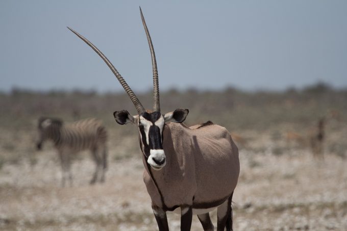 an oryx