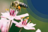 a bee gathering nectar from a flower 230726 NESF sustainability report