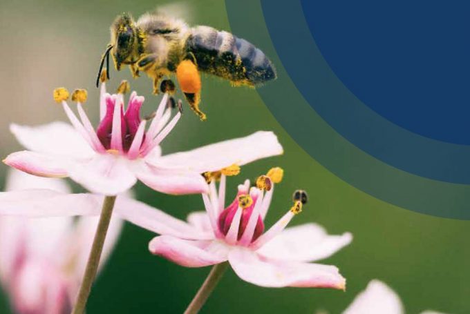 a bee gathering nectar from a flower 230726 NESF sustainability report