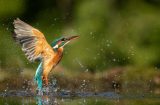Female,Kingfisher,Emerging,From,The,Water,With,A,Green,And
