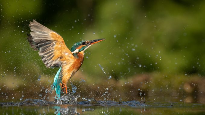 Female,Kingfisher,Emerging,From,The,Water,With,A,Green,And