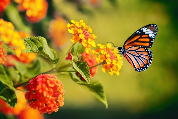 Beautiful,Image,In,Nature,Of,Monarch,Butterfly,On,Lantana,Flower.