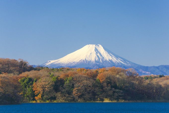 mount fuji behind an autumnal forest behind a lake
