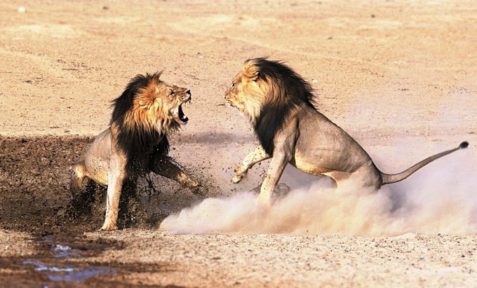 two male lions fighting