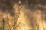 A,Spectacular,Sunrise,On,A,River,With,A,Spider,Web