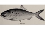 drawing of a Menhaden fish
