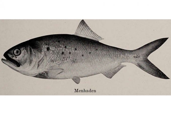 drawing of a Menhaden fish