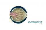 podocytes in action in the kidney - a graphic from the purespring website