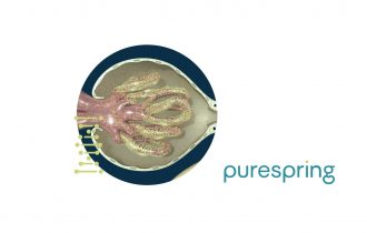 podocytes in action in the kidney - a graphic from the purespring website