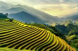 view of rice paddies terraced on side of a valley