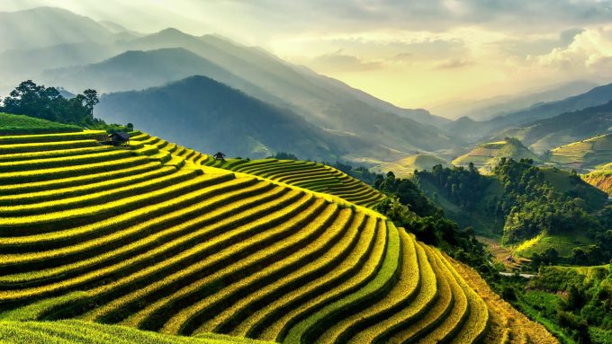 view of rice paddies terraced on side of a valley