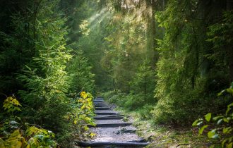 a path through a forest lit by sunbeams