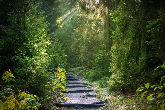 a path through a forest lit by sunbeams
