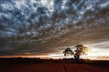 view across a field towards a tree with cloudy sky and low sun