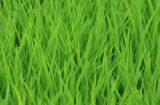 close up of rice shoots - very green