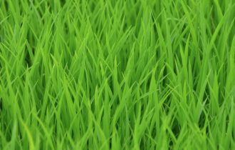 close up of rice shoots - very green