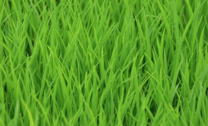 close up of rice shoots - very green