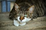 a cat looks cautiously/perhaps aggressively at the camera