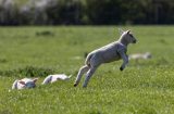a lamb in a field jumping up
