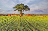 an oak tree in a field with lines of young crops running towards it