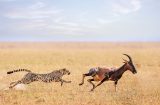 a cheetah chasing its prey