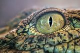 Alliance Witan - More than meets the eye x QuotedData